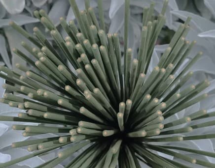 Magic Sage - szałwia do relaksu